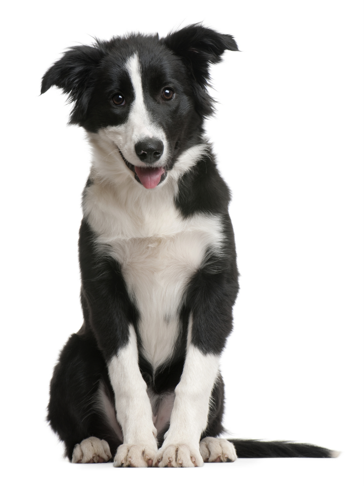 The Alt Dog